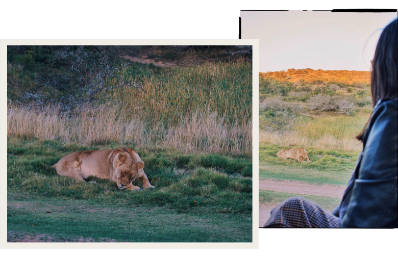 animali-fantastici-sudafrica