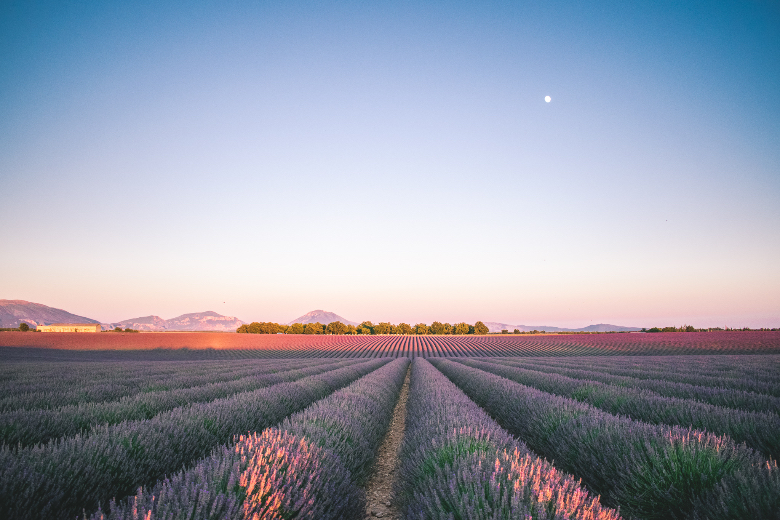 campi di lavanda in provenza