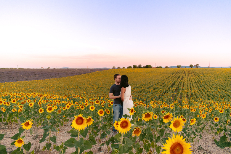 campi di girasole in provenza