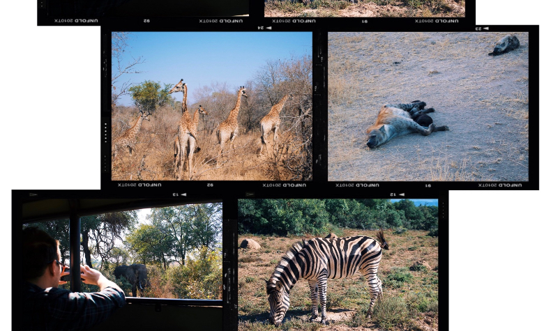 Visitare Kruger, cosa vedere