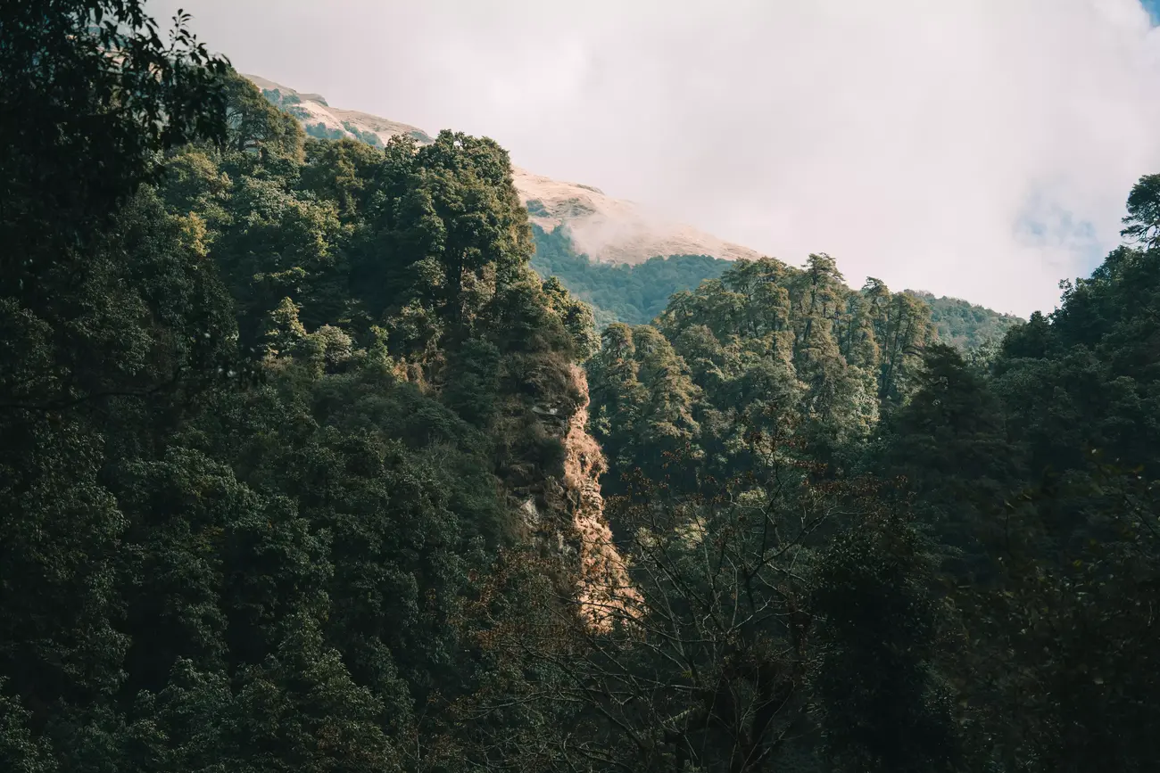 foresta himalaya