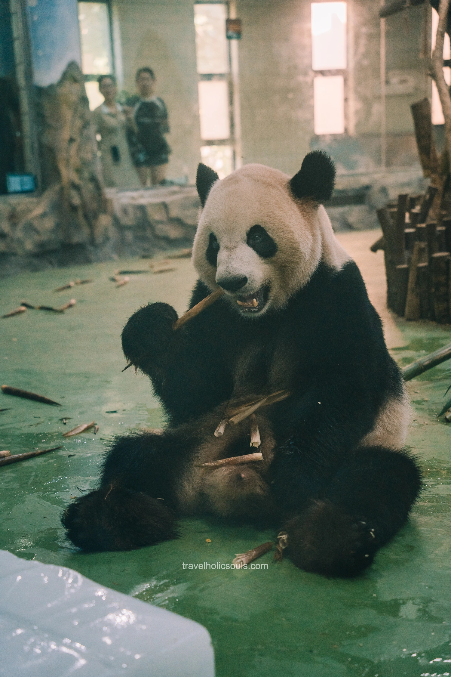 panda gigante chengdu