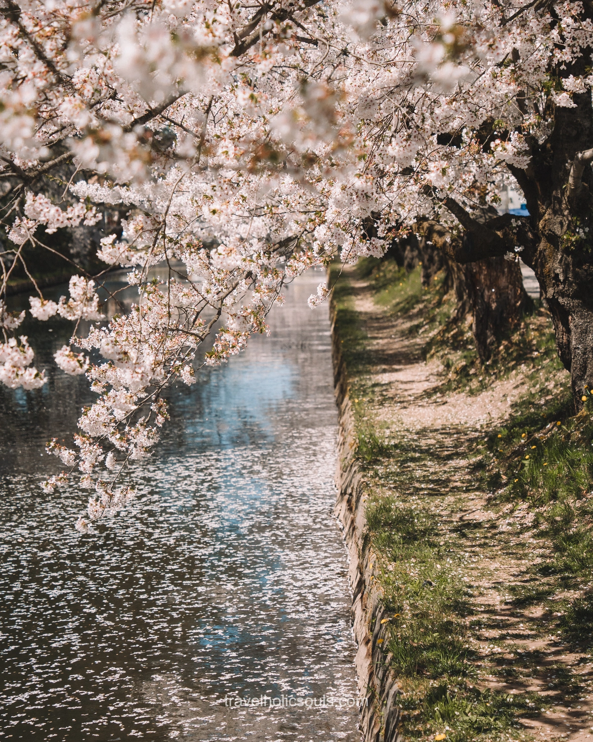 primavera in giappone