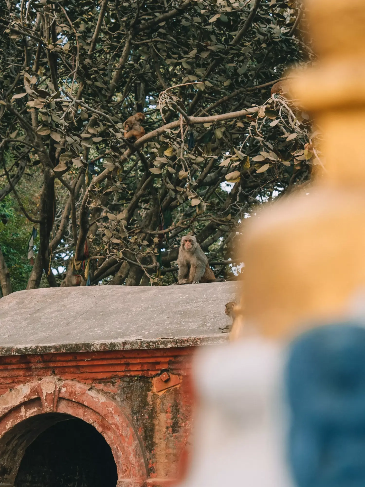 scimmia monkey temple