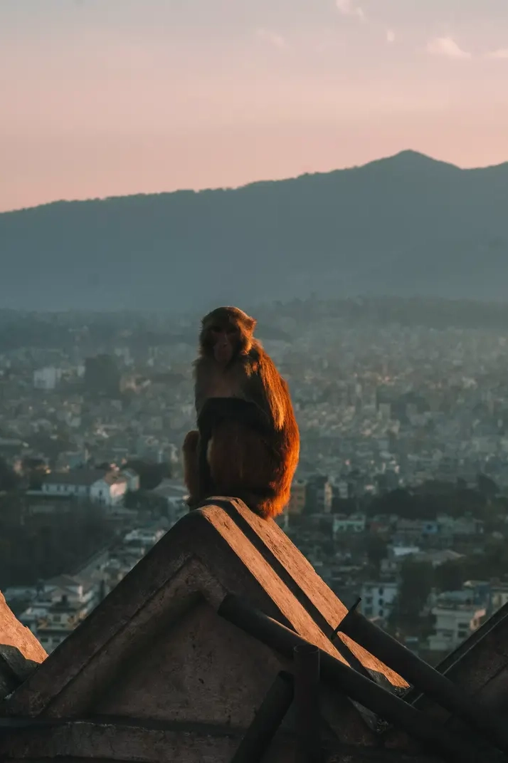 scimmie sedute tempio